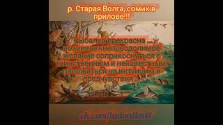 р. Старая Волга, сомик в прилове 🎣👍