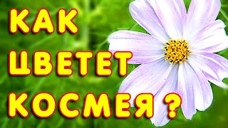 Космея/ Cosmos flower. Удивительное цветение! Красивые цветы для вашего сада! #2