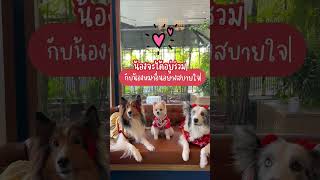 5 ข้อควรรู้ก่อนเลี้ยงปอมเมอเรเนียน Ep. 1 #woofyandco #dogfriendly#pomeranian #หมา #ปอมเมอเรเนี่ยน