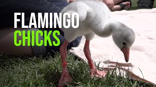 Fluffy Flamingo Chicks Grow Up And Spread Their Wings