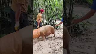 Pig Life in China #china #wildpig