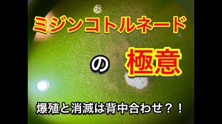 ミジンコトルネードの極意！爆殖と消滅は背中合わせ