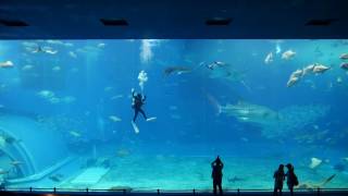 沖縄美ら海水族館 - 黒潮の海