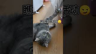 它试图掩藏自己的尴尬哈哈哈#猫 #cat #cats #宠物 #宠物日常记录 #pets #pet #爆笑 #搞笑