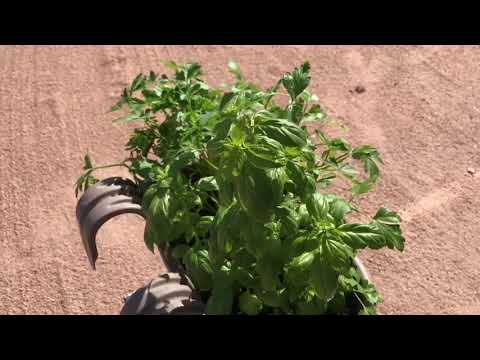 RV Plants Update Santa Fe NM RV Plants Update Santa Fe NM