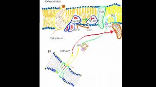 Phospholipase C: 3 second messengers @Metabolism Made Easy