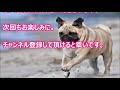 【最新版・犬種図鑑】パグ・その１【犬を知る】