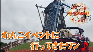 【ビーグル犬】楽しみにしていた わんこイベントに行ってきました🎵 DOG PARTY in 大胡ぐりーんふらわー牧場