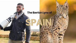 Photographing One of The Rarest Animals On The Planet: Search for The Elusive Iberian Lynx