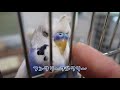 インコの銀時、デレる？！（セキセイインコの銀時じょじょじょ♪日記）