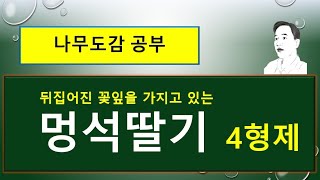 멍석딸기 vs 오엽멍석딸기 vs 곰딸기 vs 복분자딸기 : 꽃잎이 특이한 산딸기들