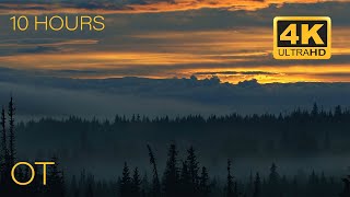 Relaxing Forest Scenes with Ambient Forest Sounds 4K | Sleep | Study | Outdoor Ambience | 10 Hours