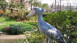 shoebill、3月13日のサーナ＠上野ハシビロコウ