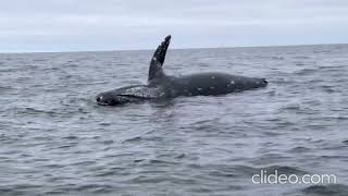The sneeze of a whale