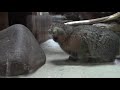 たたかい続けるマヌルネコの子供たち「フィーガ＆アブリコース」（上野動物園）pallas s cat baby