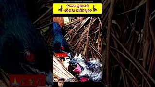 ଚଢେଇ ମାନଙ୍କର ଏହି କଥା ଜାଣିନଥିବେ | amazing fact | fact in odia #fact #animal #viralshort #bird