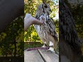 ホワイトベンガルワシミミズク🦉ラテ🦉