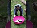 奇三妹：救命啊！偷熊啦🤣#大熊猫 #cute #panda 重庆动物园