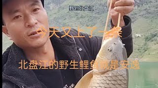 野钓北盘江，这里的野生鲤鱼就是安逸