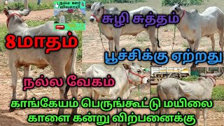 8 மாதம் ஆன பெருங்கூட்டு மயிலை காளை கன்று விற்பனைக்கு#lowcost#Subscribe#காளைகன்று#காங்கேயம்#share