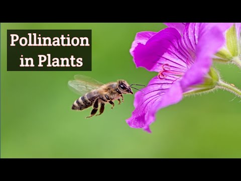 How is pollen transferred from male to female?