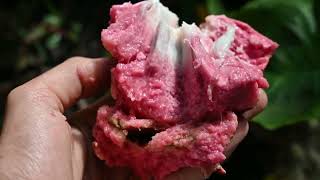 Red Custard Apple | Ramphal | Reticulata | Bullocks Heart | Fruit Hunters | Rare Exotic | Corazon