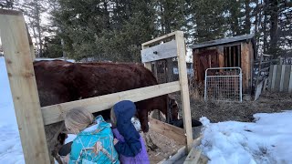 June The Milk Cow’s First Milking In A Stanchion I Just Built