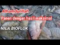 panen ikan nila di kolam D4 #biofloc #biofloknila #bioflok