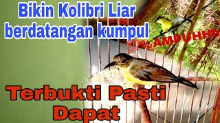 Ampuh Suara Pikat Burung Kolibri Kelapa Manggar