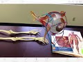 [PROMO] Human Anatomy Atlas 2018 | Visible Body