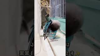 ボタンインコ　ウロコインコ　今朝の様子　毛引き