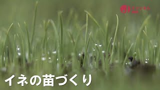 田植えシーズン前に苗がすくすくと…資材値上げの影響乗り越えおいしいコメを　スーパーJにいがた4月4日OA