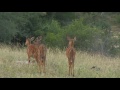 nyala dance