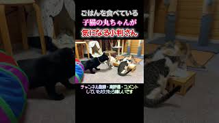 ごはんを食べている子猫が気になる黒猫【2023/07/21】 #保護猫 #猫 #shorts