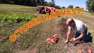 Harvesting Mushrooms and Sweet Potatoes!