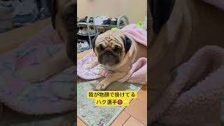 【パグ】飼い主の膝掛け。#パグ #pug #shorts #日常 #癒し #犬のいる暮らし #いぬ