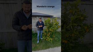 കേരളത്തിൽ Mandarin ഓറഞ്ച്  കായ്ക്കുമോ?#viralvideo #garden #fruit