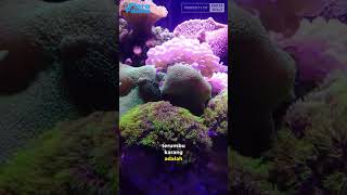 Beginilah warna_warni trumbu karang yang melindungi spesies laut flora dan fauna.
