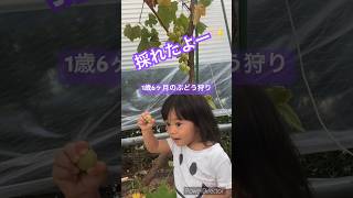 1歳6ヶ月の可愛いぶどう狩り🍇#ぶどう狩り#1歳6ヶ月#家庭菜園##ぶどう栽培#食育##独特#美味しい#可愛い#shorts