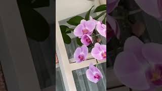 Fertiliser/ fertilizer for orchids （静姐说花）