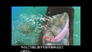 【らんちゅう飼育】水槽の中から　21　成長と病気　　#金魚　#らんちゅう　#赤斑病