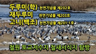 두루미 Grus japonensis (학) #재두루미 #고니(백조) 철원 서식지