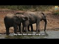 the incredible social lives of elephants secrets you never knew