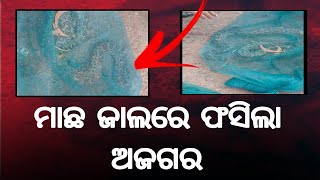 ମାଛ ଜାଲରେ ଫସିଲା ବିରାଟକାୟ ଅଜଗର || DinalipiLive