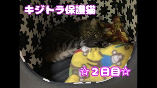 【保護猫】　キジトラ長毛の保護猫が我が家にやってきました【２日目】