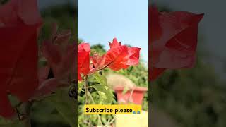 Bougainvillea Fertilizer Booster// প্রচুর ফুল পেতে বোগেনভিলা গাছে বিশেষ খাবার