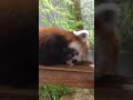 レッサーパンダ　顔を洗うソラ