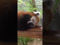 レッサーパンダ　顔を洗うソラ