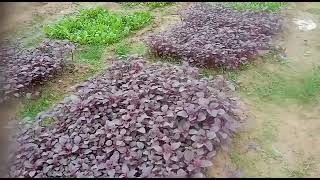 Kitchen garden of Adruta Sundargarh Chapter. Red \u0026 Green 🥬spinach cultivation.