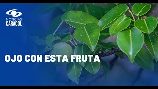Pareja española terminó intoxicada por comer una fruta venenosa en Cartagena